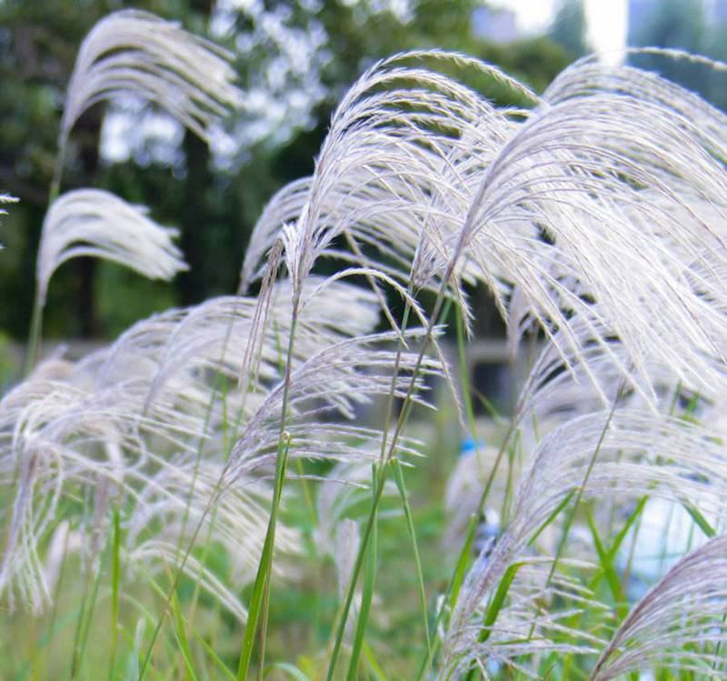 野芒草四季种南方北方种植野草植物易种草籽产量高