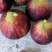 波姬红无花果树苗价格芭劳奈无花果苗布兰瑞无花果树苗