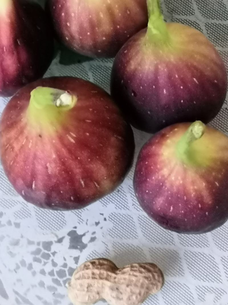 波姬红无花果树苗价格芭劳奈无花果苗布兰瑞无花果树苗
