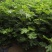 波姬红无花果树苗价格芭劳奈无花果苗布兰瑞无花果树苗