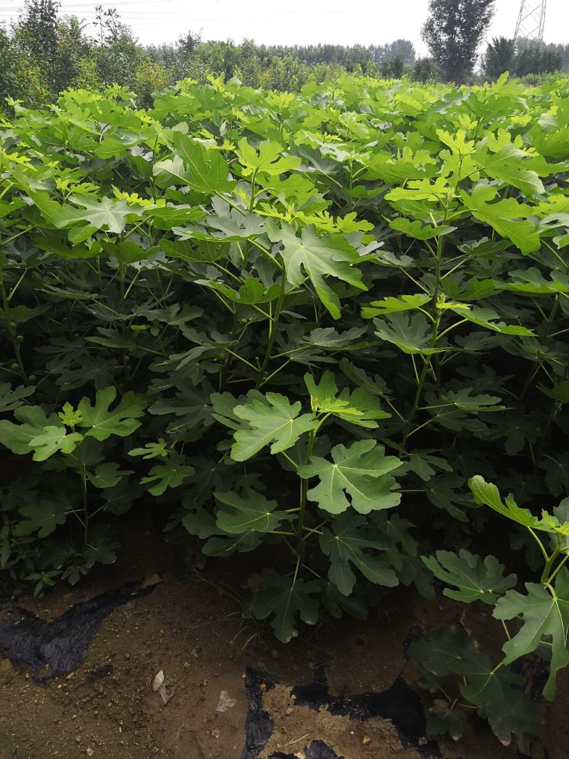 波姬红无花果树苗价格芭劳奈无花果苗布兰瑞无花果树苗