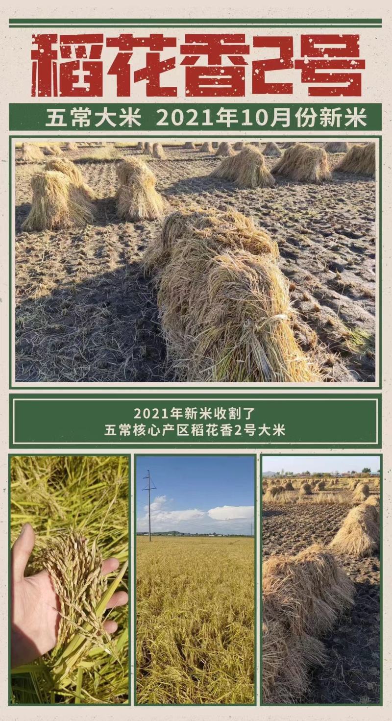 东北糙米5斤装玄米胚芽米新米杂粮正宗五常稻花香糙米黑龙江