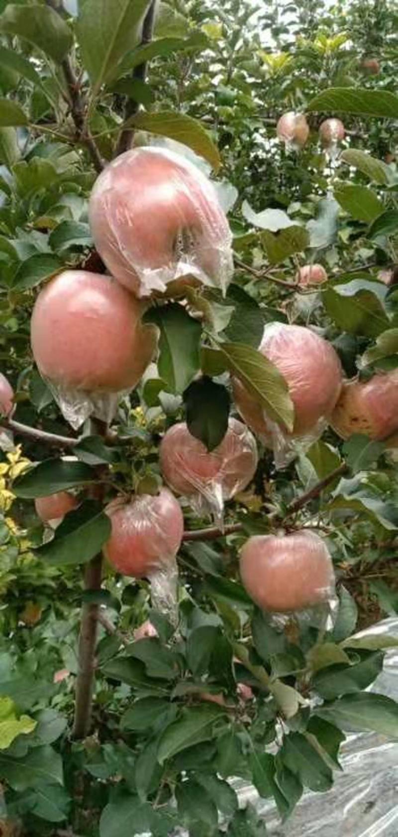 富士苹果大量供应馆陶县众康果品站常年代收各种水果