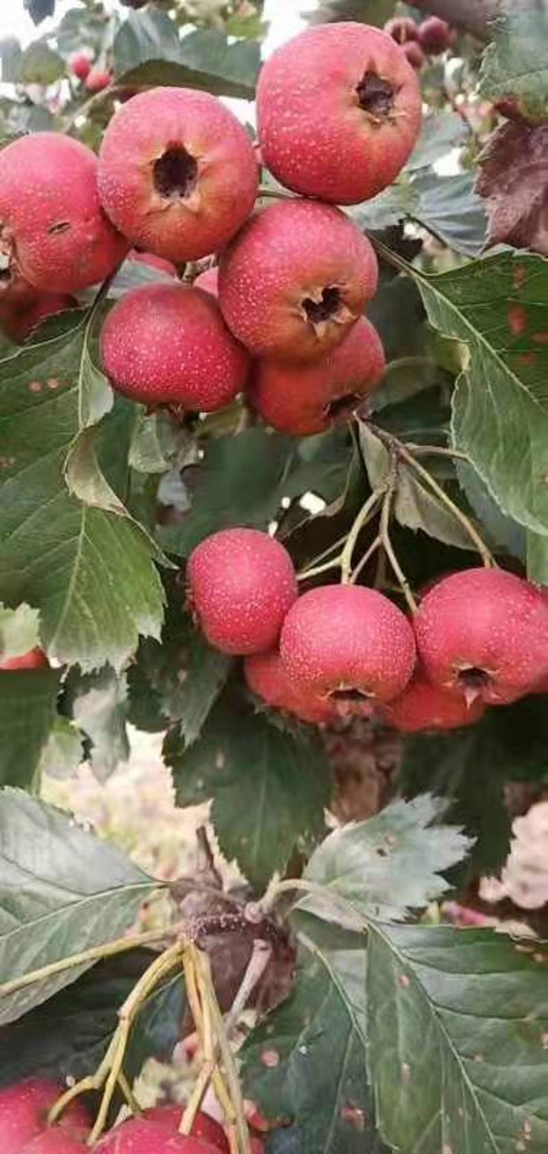 富士苹果大量供应馆陶县众康果品站常年代收各种水果