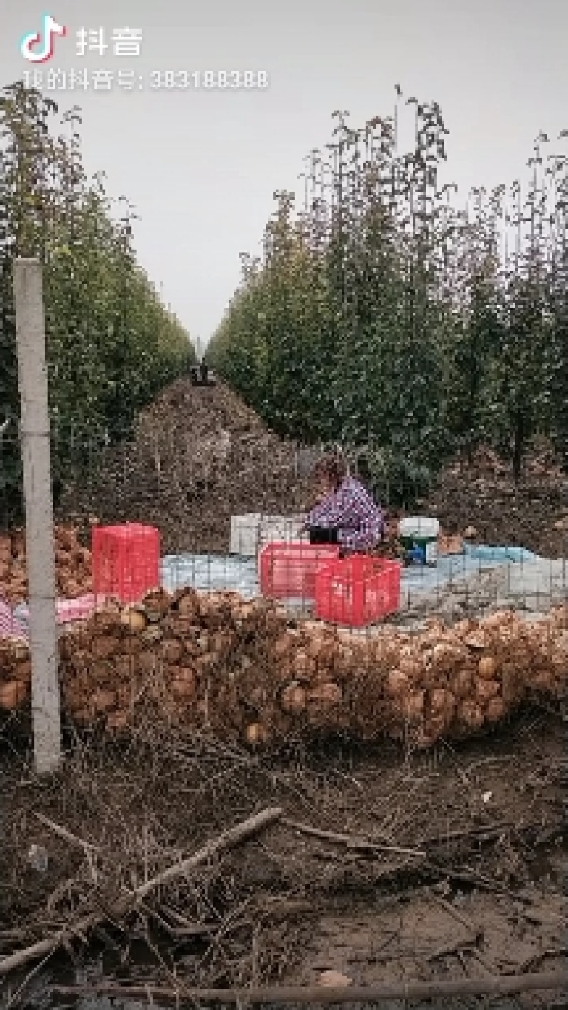 晚秋小梨罐头厂货大量供应馆陶县众康果品站
