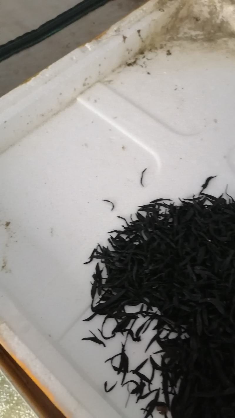 日本医蛭干品手工自然风干，水蛭素含量高