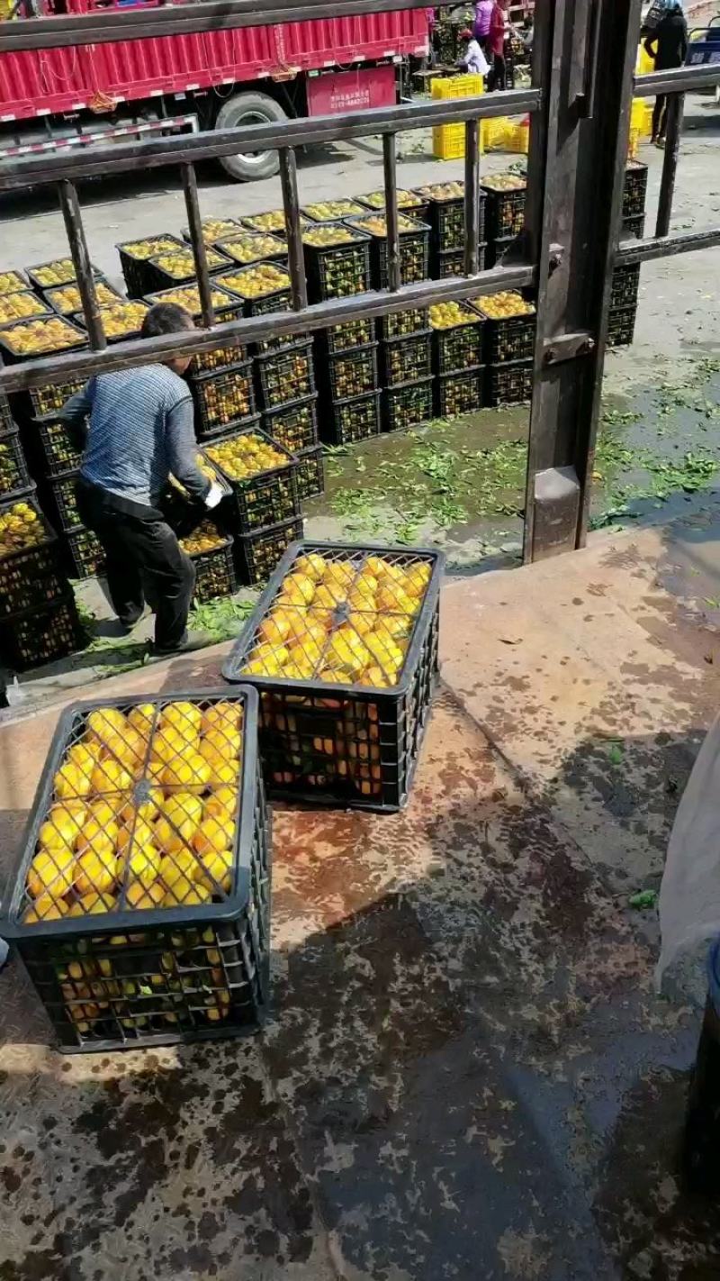 湖北丹江口精品蜜桔基地直发品质保证欢迎联系