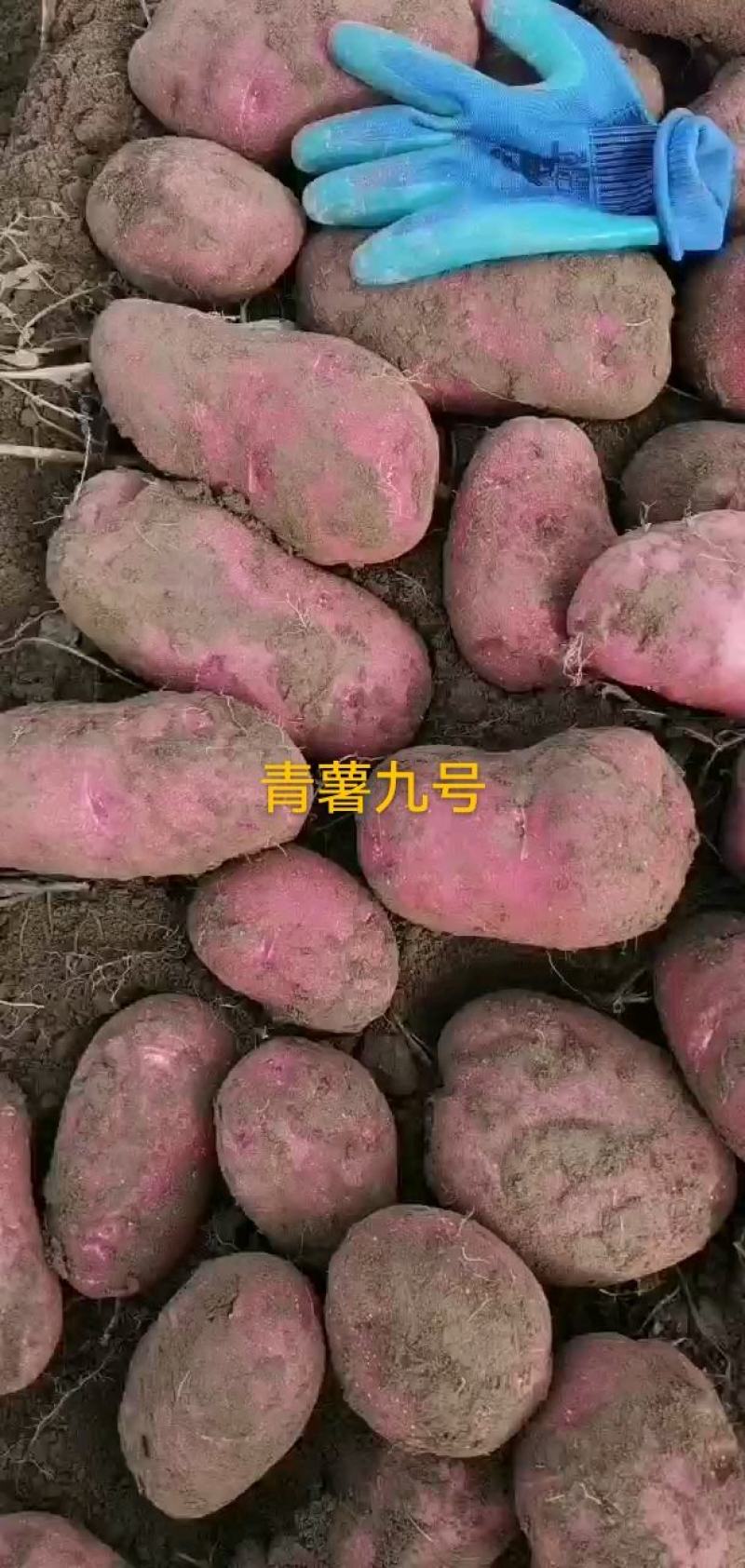 甘肃土豆大量上市
