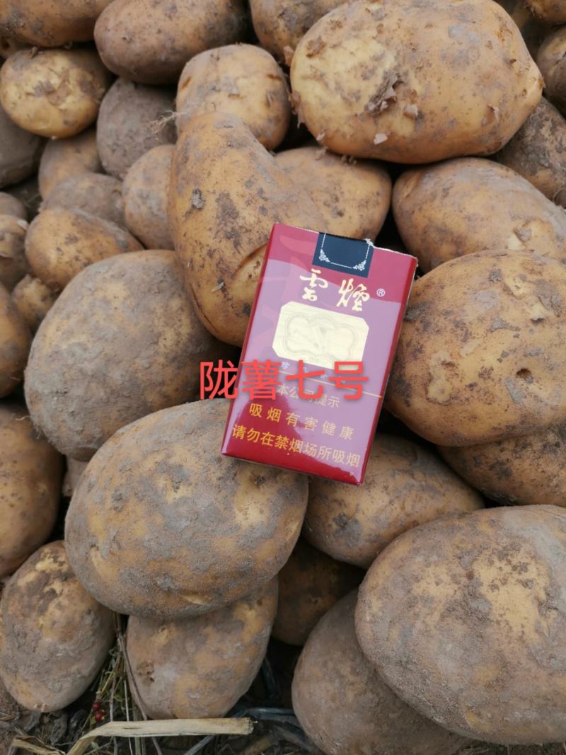 甘肃土豆大量上市