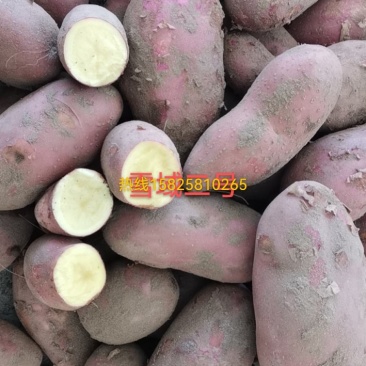 甘肃土豆大量上市