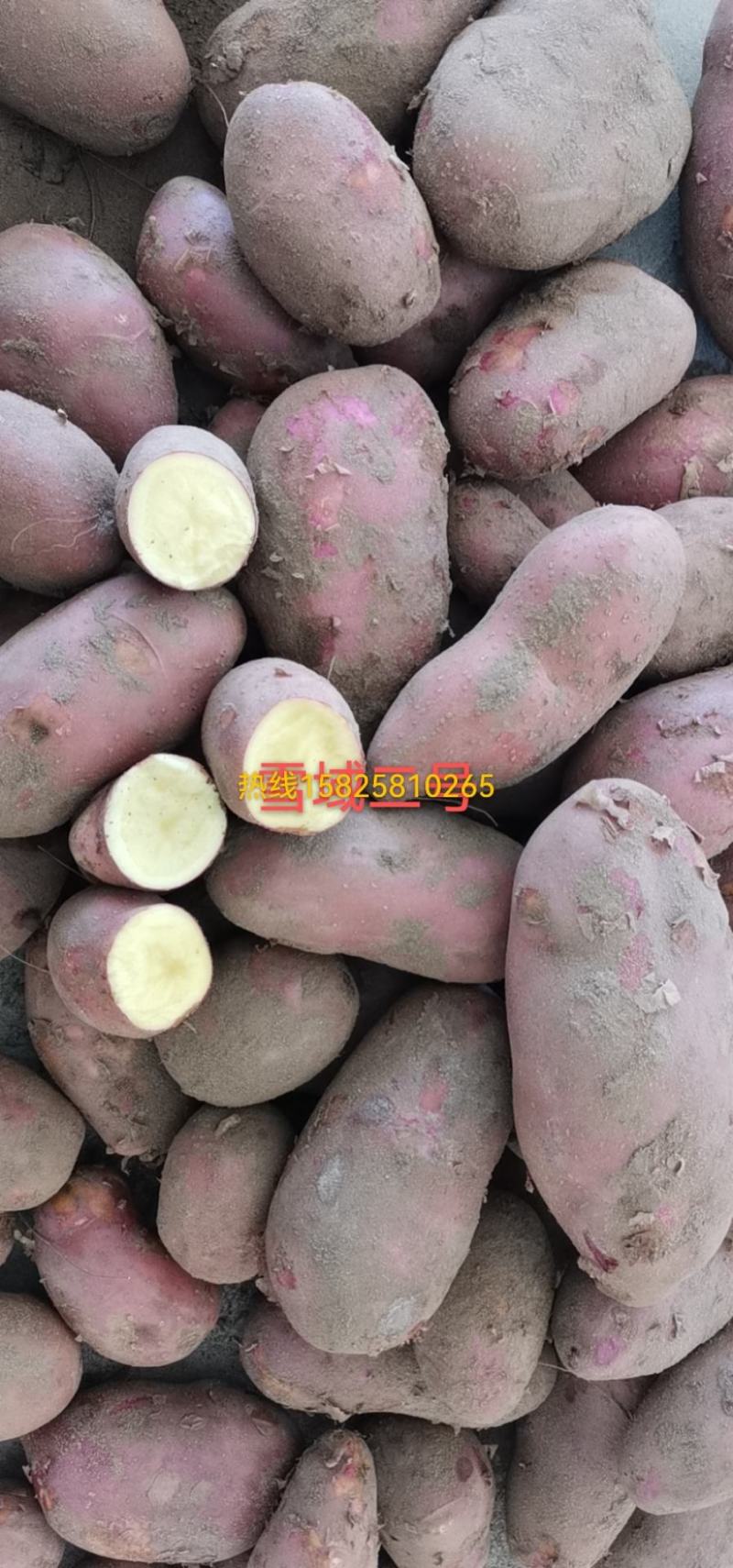 甘肃土豆大量上市