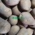 甘肃土豆大量上市
