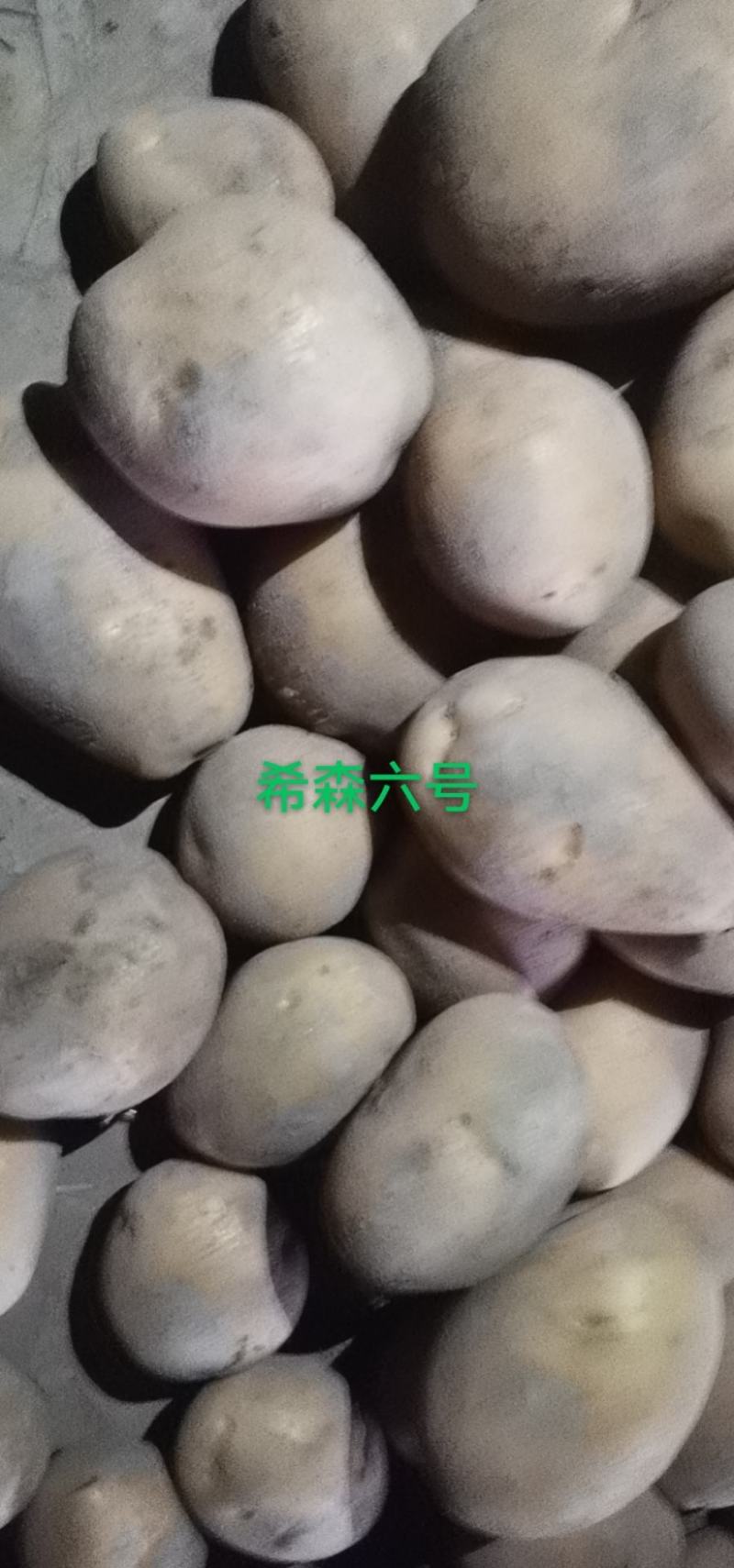 甘肃土豆大量上市