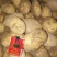 甘肃土豆大量上市