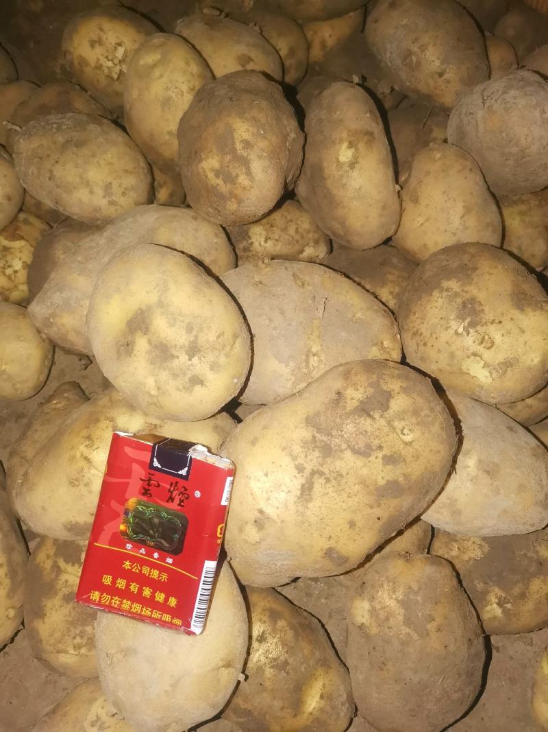 甘肃土豆大量上市