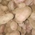 甘肃土豆大量上市
