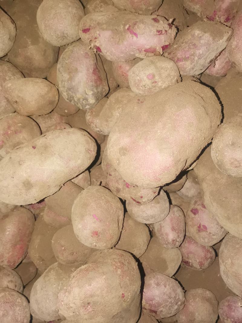 甘肃土豆大量上市