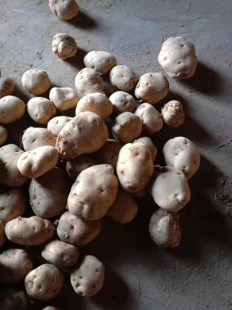 【晋薯16】土豆！黄皮黄心大量上市了，产地供应欢迎采购！
