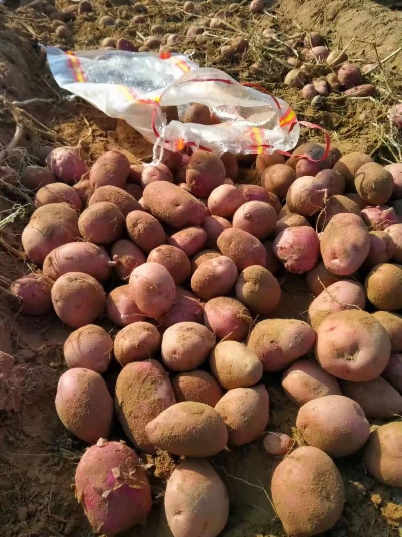 精品优质青薯九号土豆中货加商品薯大量出库中