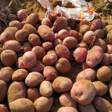 青薯9号土豆3两以上精品，供应各大批发商超市电商平台
