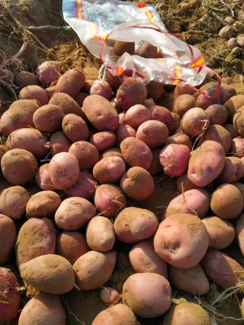 青薯9号土豆3两以上精品，供应各大批发商超市电商平台