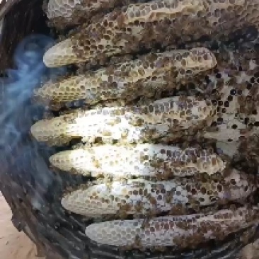 中蜂土蜂蜜，原始的取蜜法