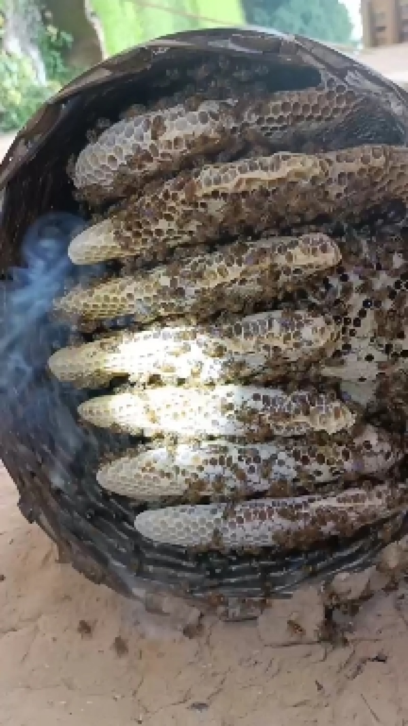 中蜂土蜂蜜，原始的取蜜法