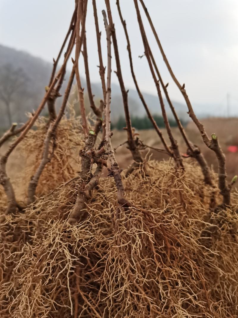 五味子苗一年两年生辽五味，精品优选苗保证质量