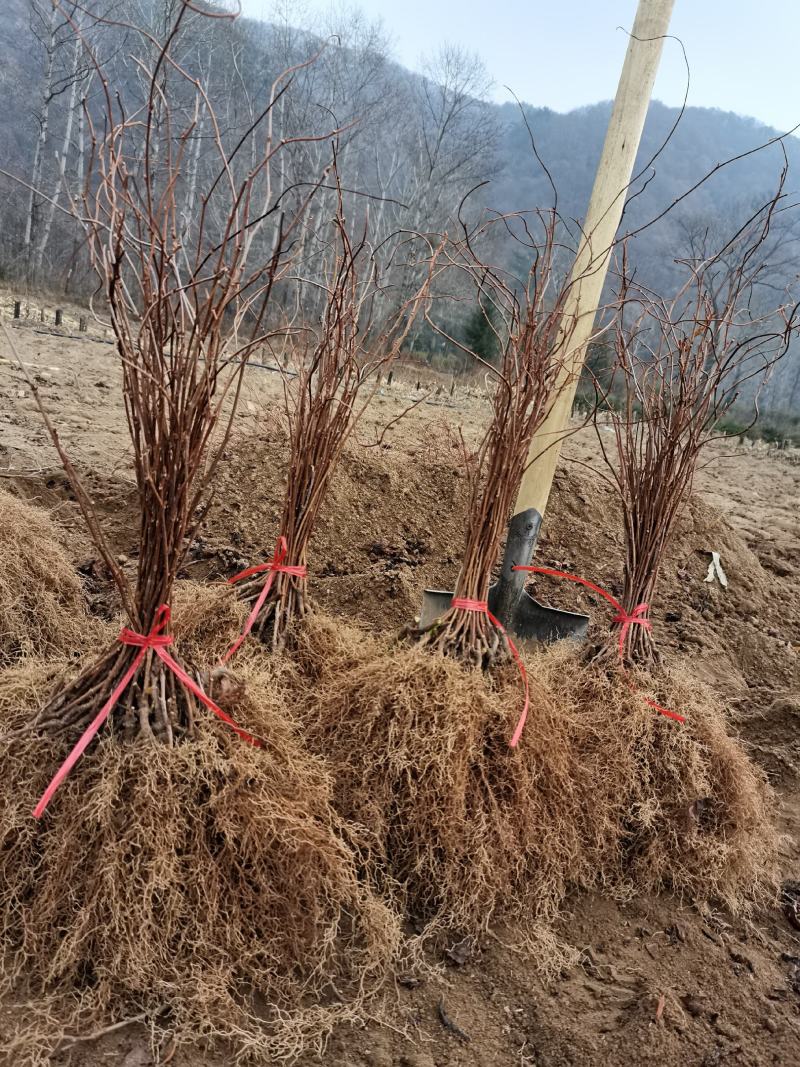 五味子苗一年两年生辽五味，精品优选苗保证质量