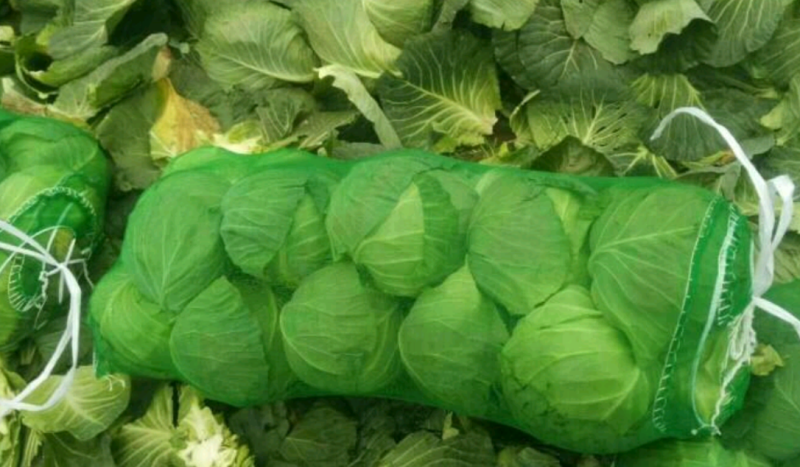 【精品】湖北扁包菜京丰一号基地一手货源，质量保证