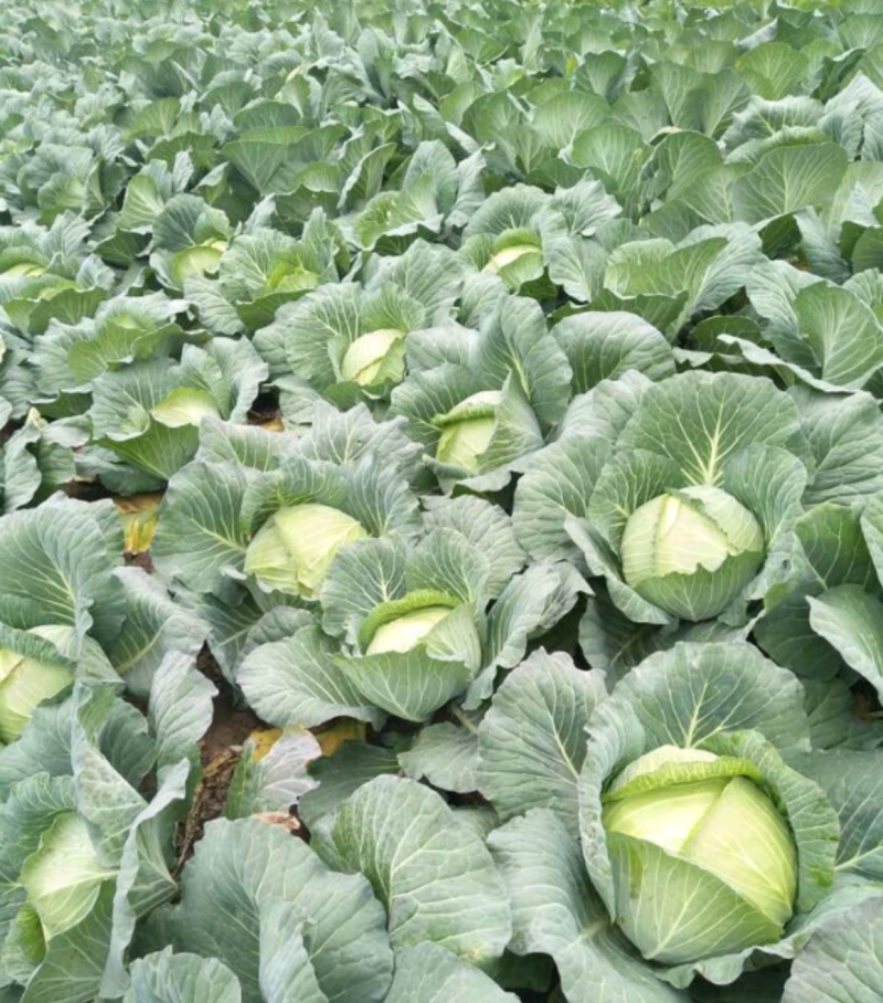 【精品】湖北扁包菜京丰一号基地一手货源，质量保证