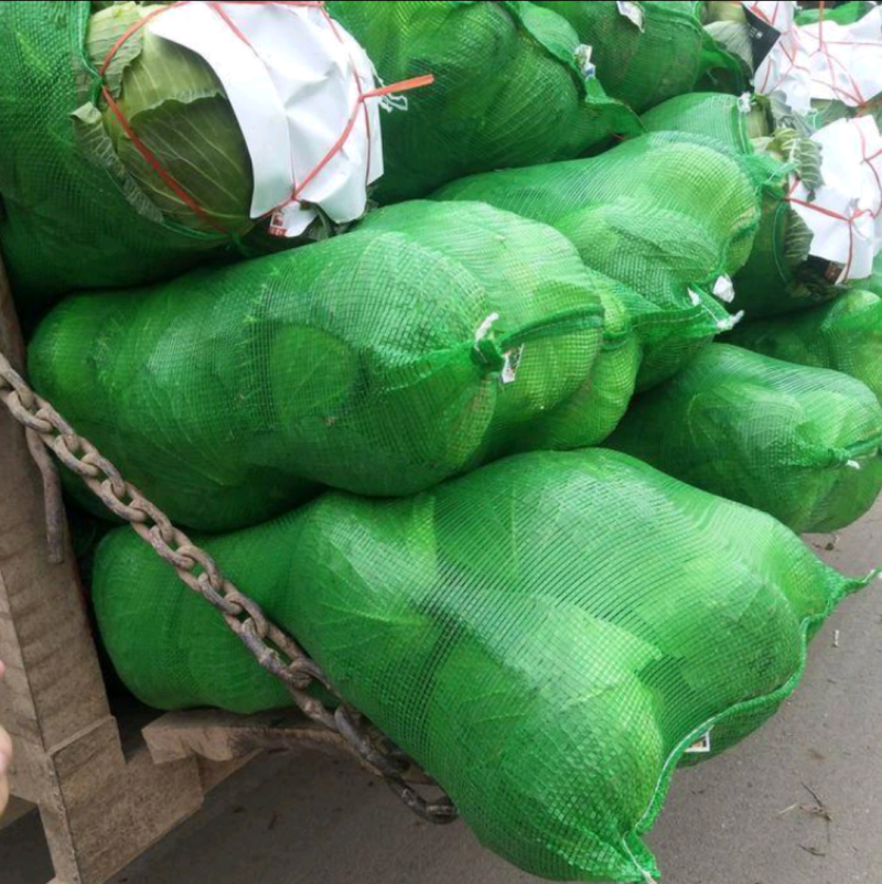 【精品】湖北扁包菜京丰一号基地一手货源，质量保证
