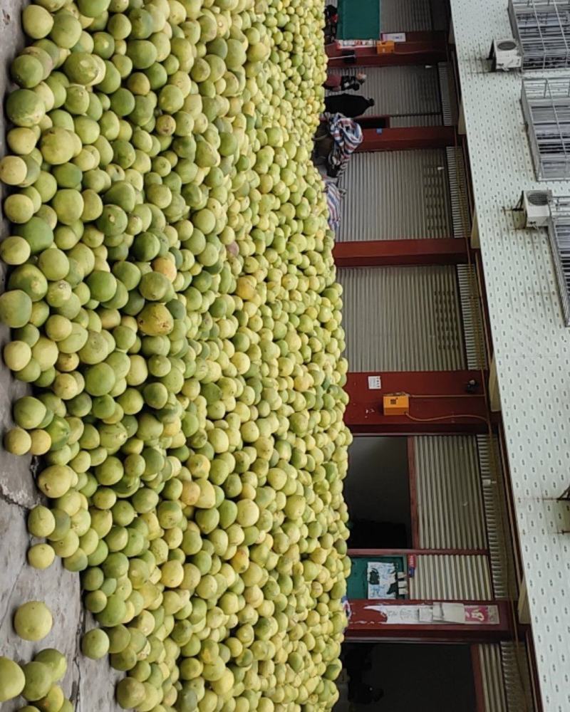 蒲江红心柚高次果大量上市