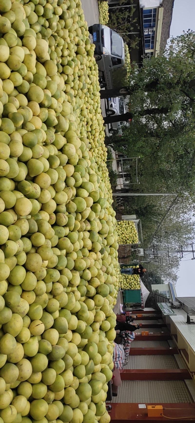 蒲江红心柚高次果大量上市