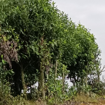 福建省种植批发基地乐昌含笑有需要的老板联系