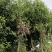 福建省种植批发基地乐昌含笑有需要的老板联系