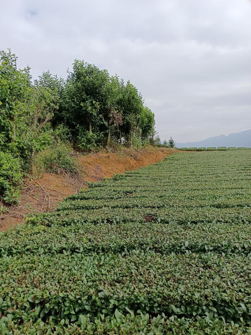 福建省种植批发基地乐昌含笑有需要的老板联系