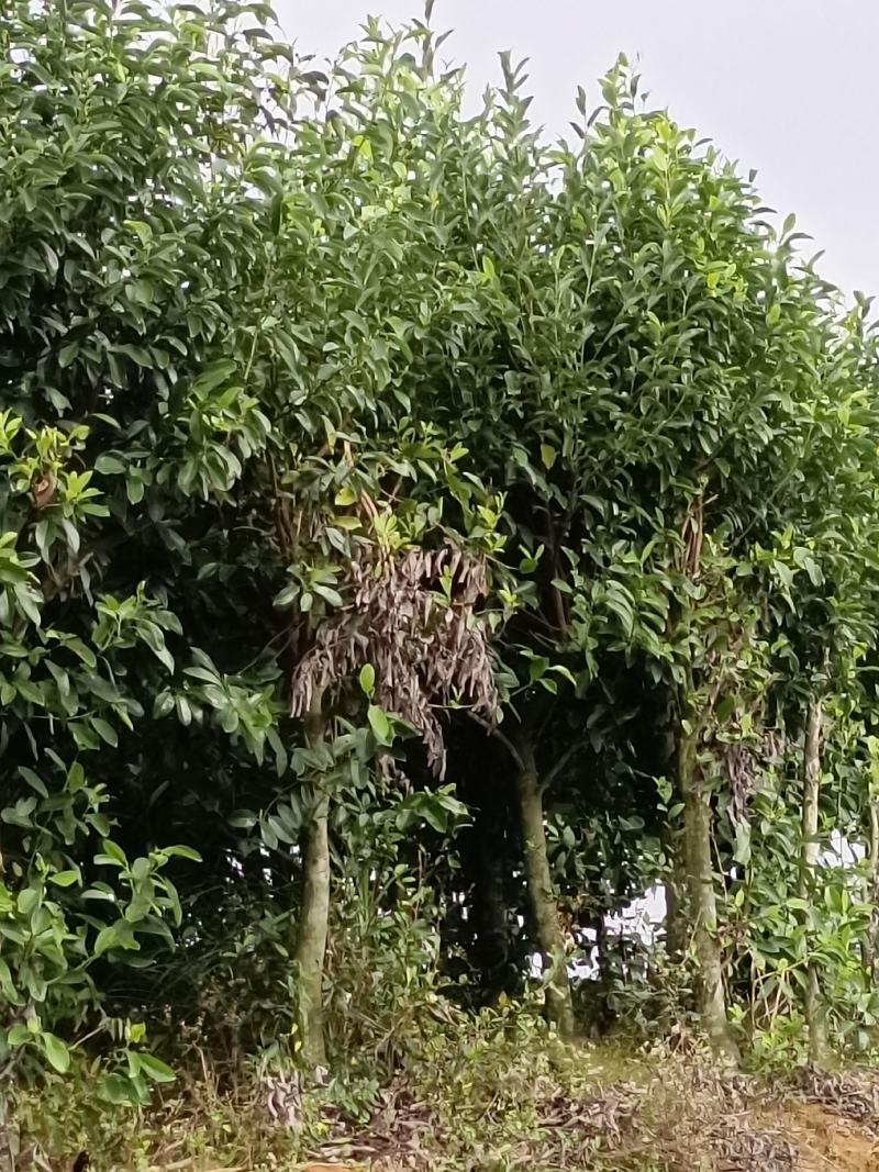 福建省种植批发基地乐昌含笑有需要的老板联系