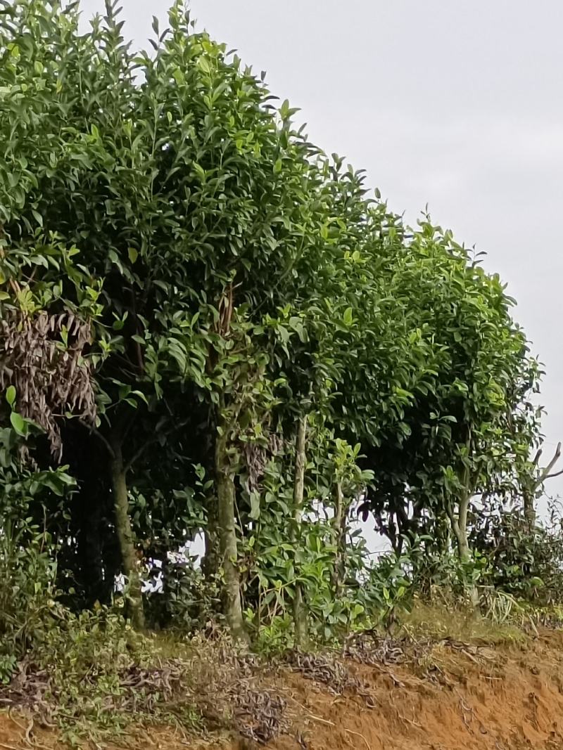 福建省种植批发基地乐昌含笑有需要的老板联系