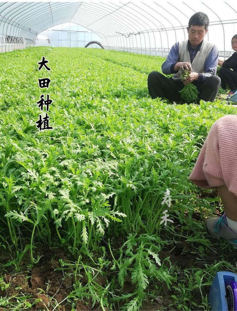 春菊茼蒿种子产量高抗病性强耐寒力强