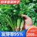 澳洲三天生耐抽苔香菜种子产量高四季香菜抗病