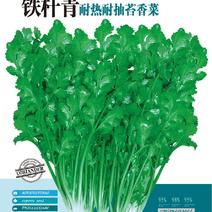 铁杆青耐热耐抽苔香菜种子产量高抗病性强