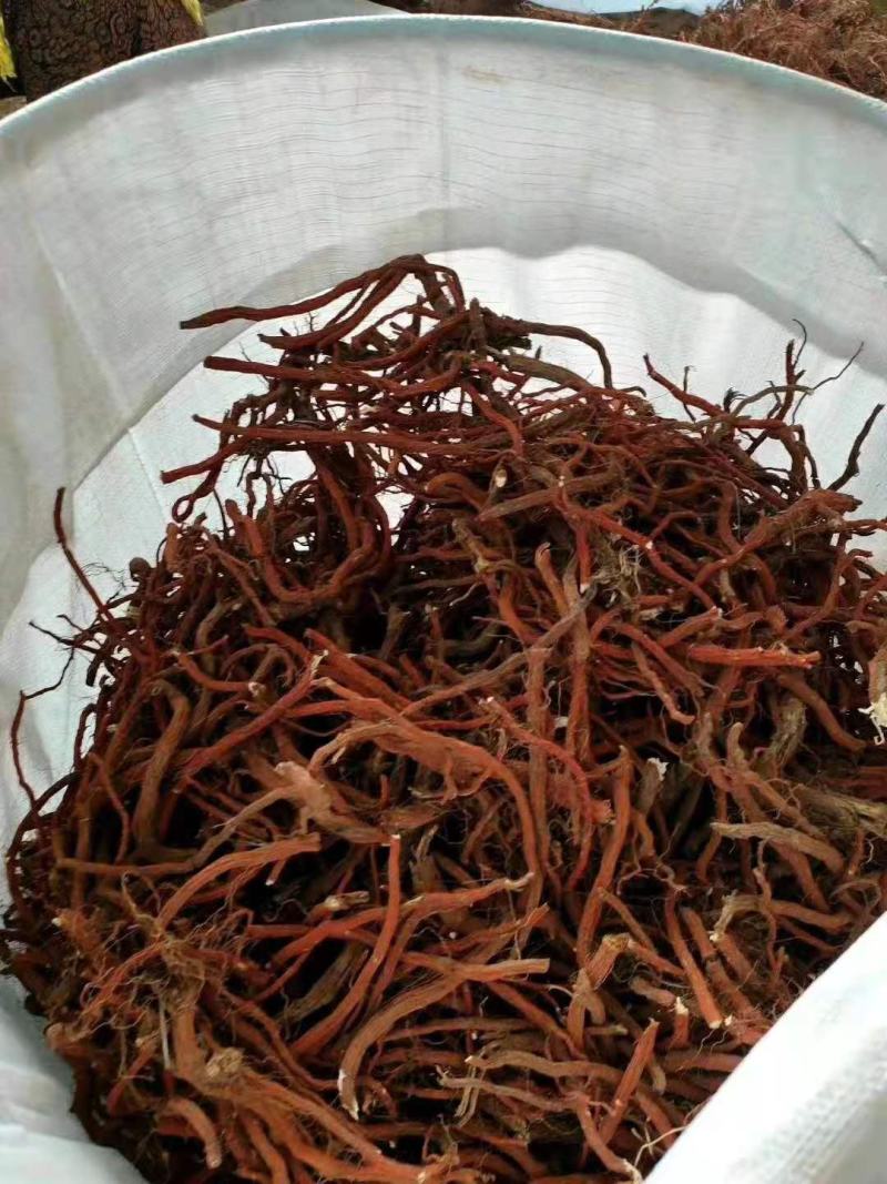 【丹参苗】航天丹参苗苗场直发提供技术回收成品死苗补发