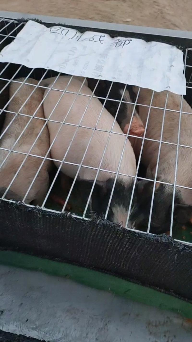 巴马香猪种公猪小香猪免费提供养殖技术宠物猪包回收