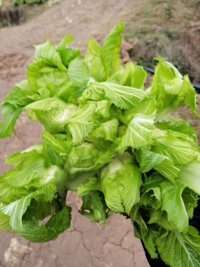 大棚儿菜，儿菜干净，大量上市，货源充足，质量好，