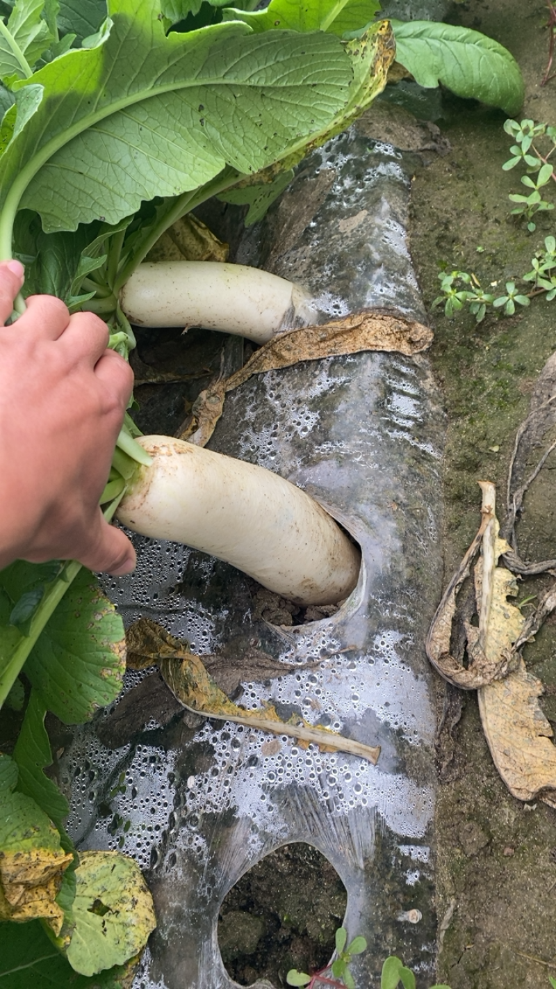湖北精品白萝卜本地优质蔬菜货量充足产地直销