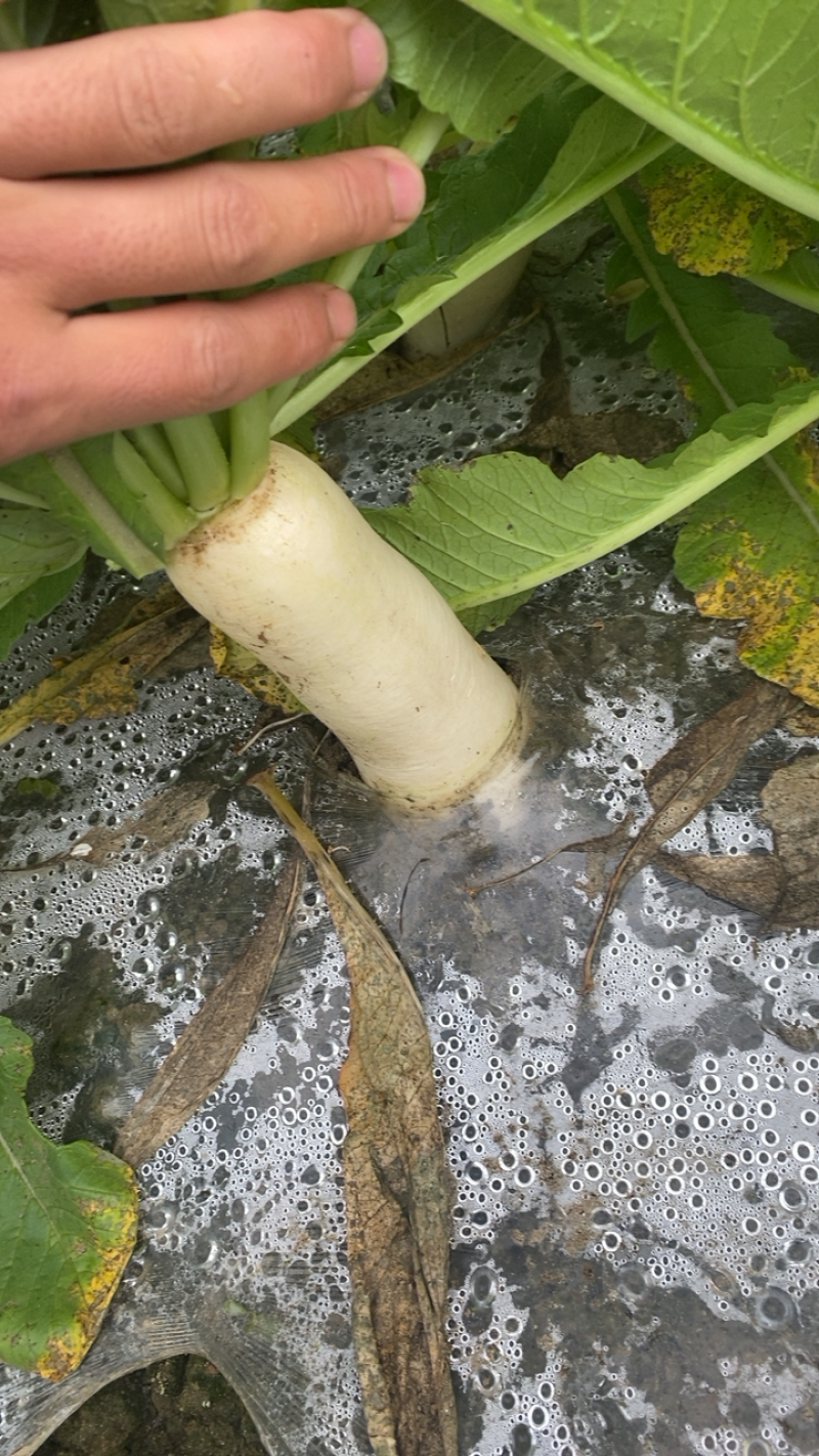 湖北精品白萝卜本地优质蔬菜货量充足产地直销