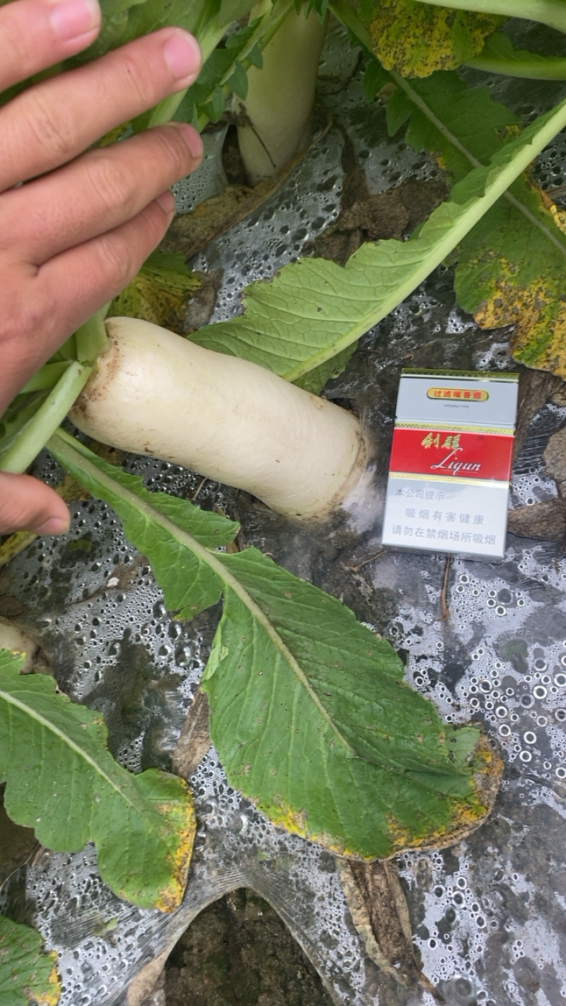 湖北精品白萝卜本地优质蔬菜货量充足产地直销