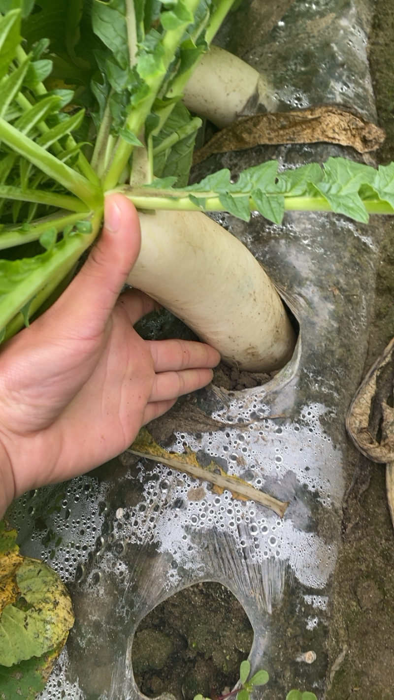 湖北精品白萝卜本地优质蔬菜货量充足产地直销