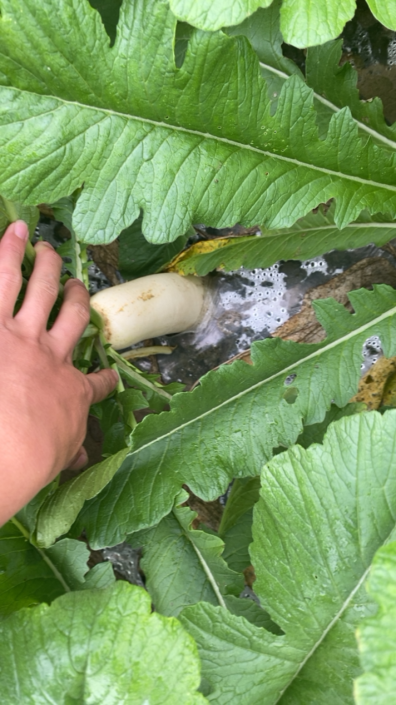 湖北精品白萝卜本地优质蔬菜货量充足产地直销